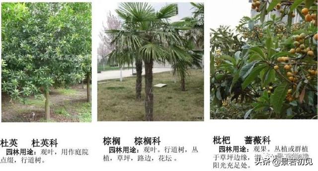 小区景观设计常用植物大全
