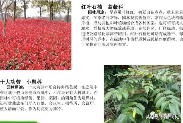 小区景观设计常用植物大全