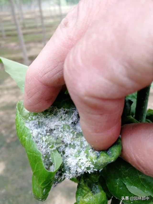 秋季白蜡树迎来最佳观赏期，但是有几个问题栽植时要特别注意