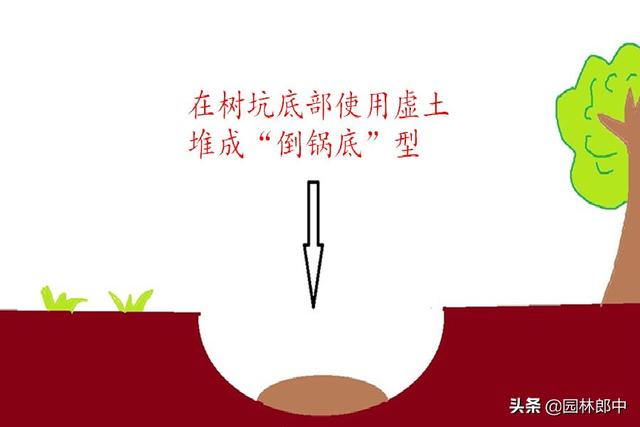 树木移栽时树穴为何要适当增大？增大后又该如何避免树木的深栽？