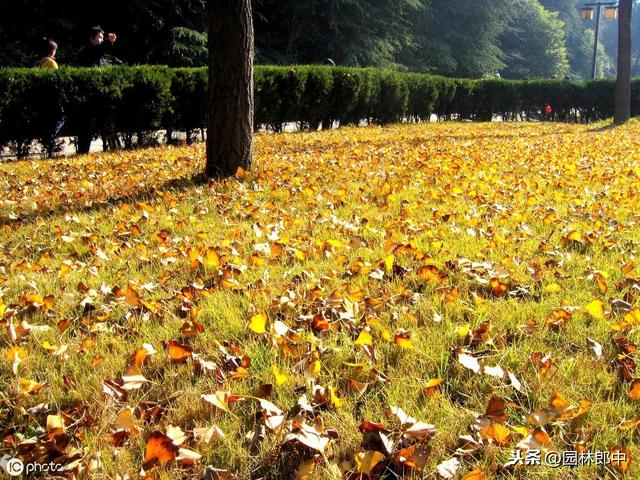 要想来年草坪好，入冬前的这几项管理工作不能少，你准备好了么