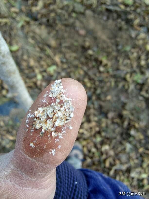 秋季白蜡树迎来最佳观赏期，但是有几个问题栽植时要特别注意
