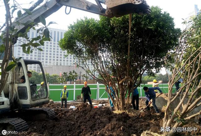 苗木移植后，叶片干枯、变黄、脱落的可能原因及相应的解决方法