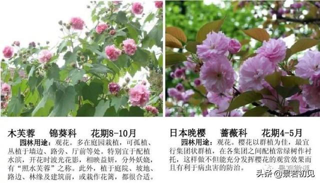 小区景观设计常用植物大全