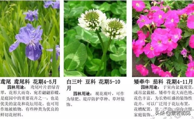 小区景观设计常用植物大全