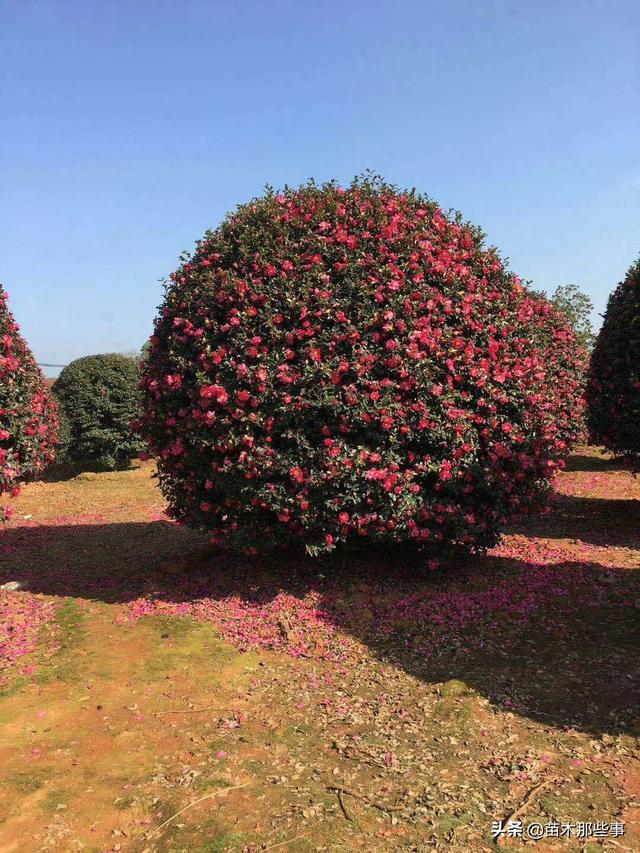 茶梅行情看涨，颇受市场青睐