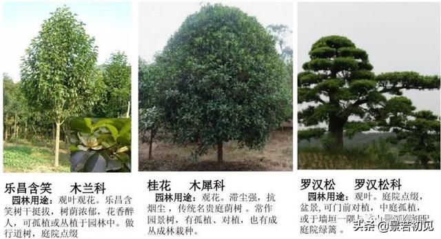 小区景观设计常用植物大全