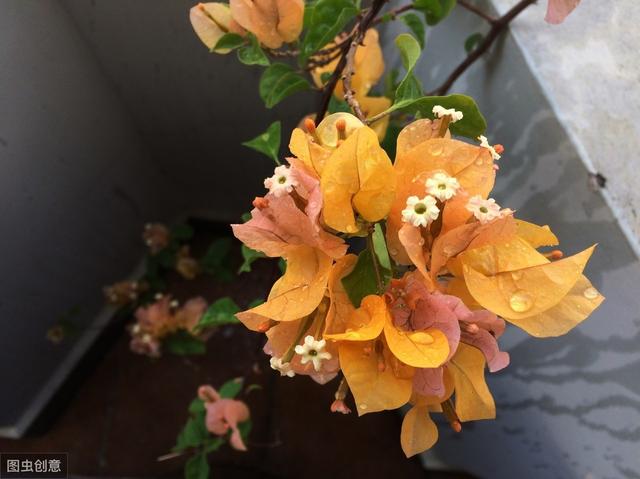 怎样知道三角梅是勤花品种还是懒花品种？做好两件事就可以了