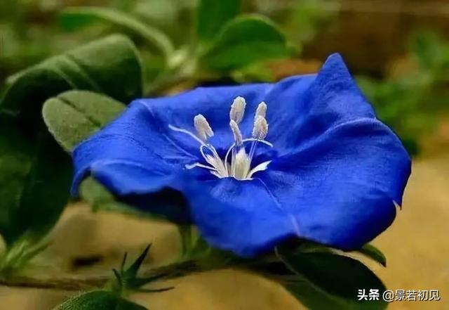 34种 · 蓝紫色系植物，享受高贵典雅浪漫的视觉盛宴