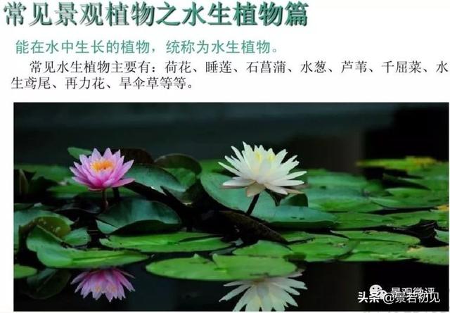 小区景观设计常用植物大全