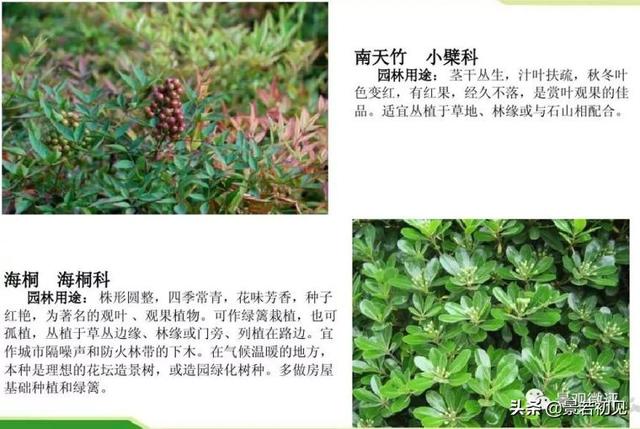 小区景观设计常用植物大全