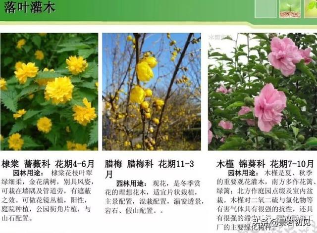 小区景观设计常用植物大全