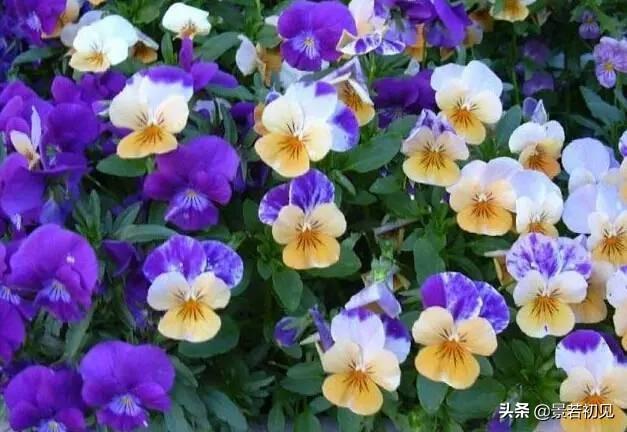 34种 · 蓝紫色系植物，享受高贵典雅浪漫的视觉盛宴