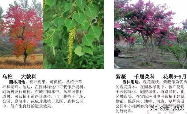 小区景观设计常用植物大全