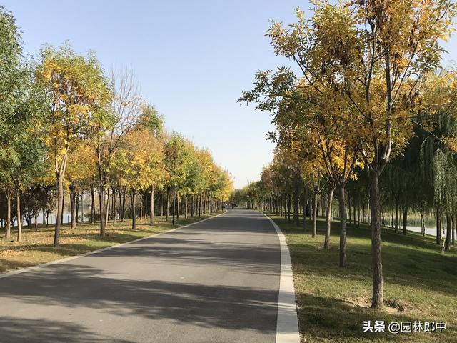 秋季白蜡树迎来最佳观赏期，但是有几个问题栽植时要特别注意