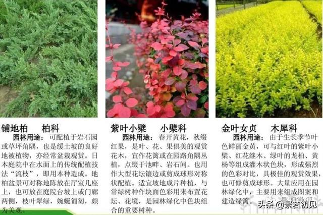 小区景观设计常用植物大全