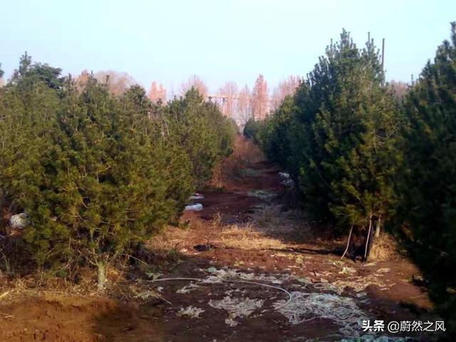 Hold住才是银行，“玉绿化”的时代，苗圃如何发展？