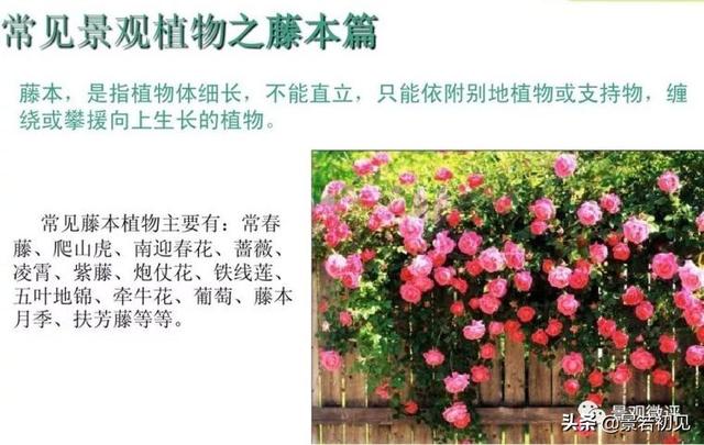 小区景观设计常用植物大全