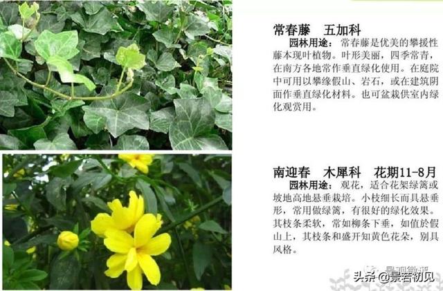 小区景观设计常用植物大全