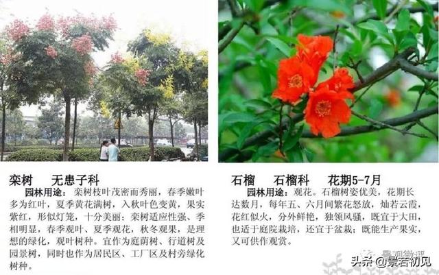 小区景观设计常用植物大全