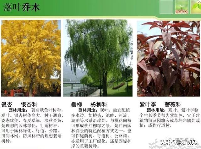 小区景观设计常用植物大全