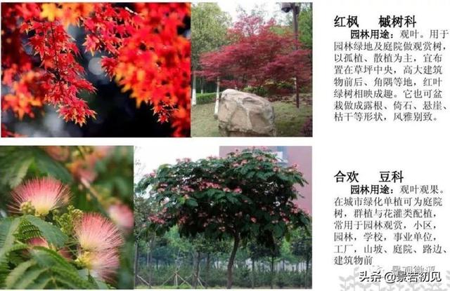 小区景观设计常用植物大全