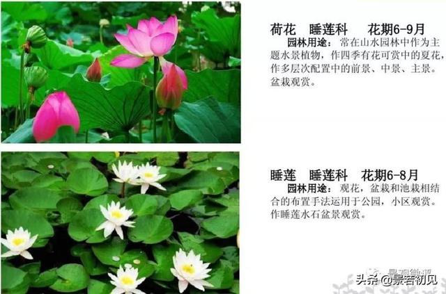 小区景观设计常用植物大全