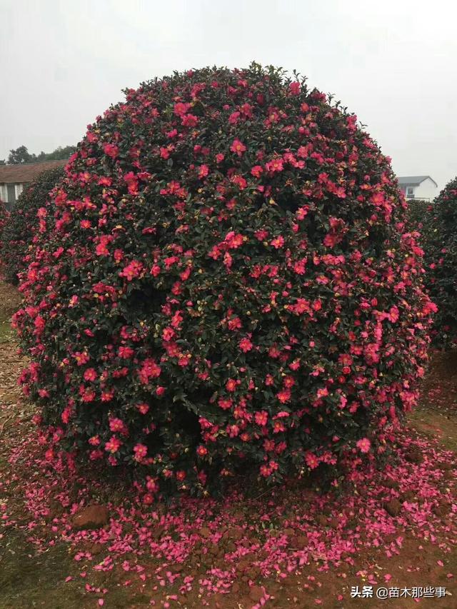 茶梅行情看涨，颇受市场青睐