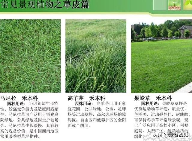 小区景观设计常用植物大全