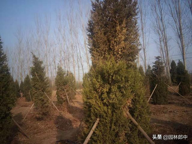 初冬时期树木移植，注意这7点，成活率更有保障