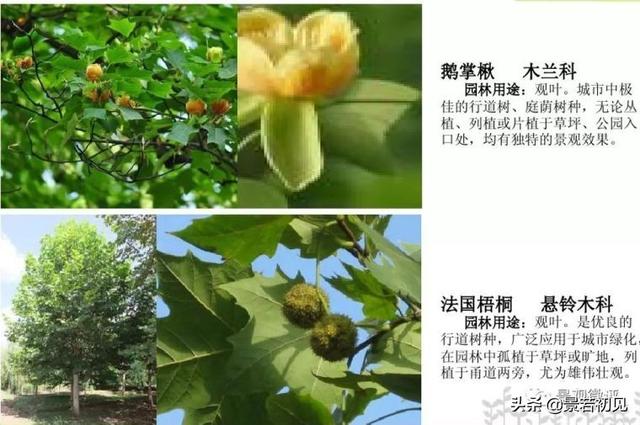 小区景观设计常用植物大全