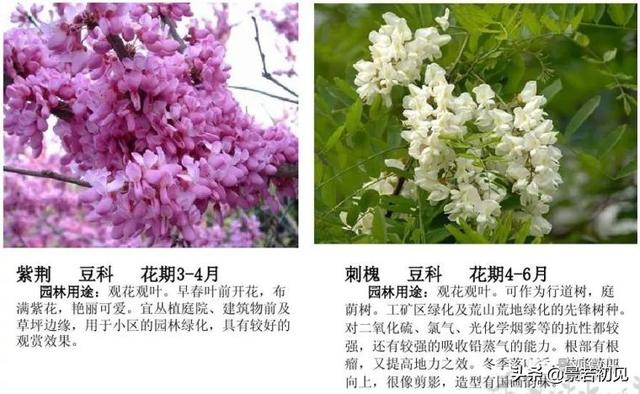 小区景观设计常用植物大全