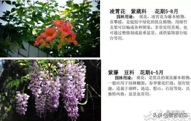 小区景观设计常用植物大全