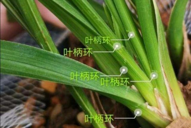 春兰和蕙兰如何区分，看这3个地方，就会发现不同处
