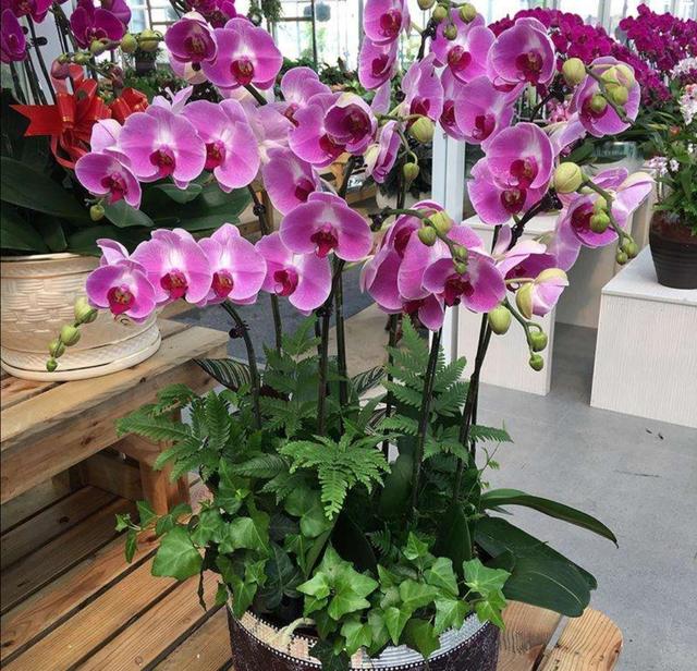 冬天在家中养6种花，开花漂亮又喜庆，每年都会养几盆