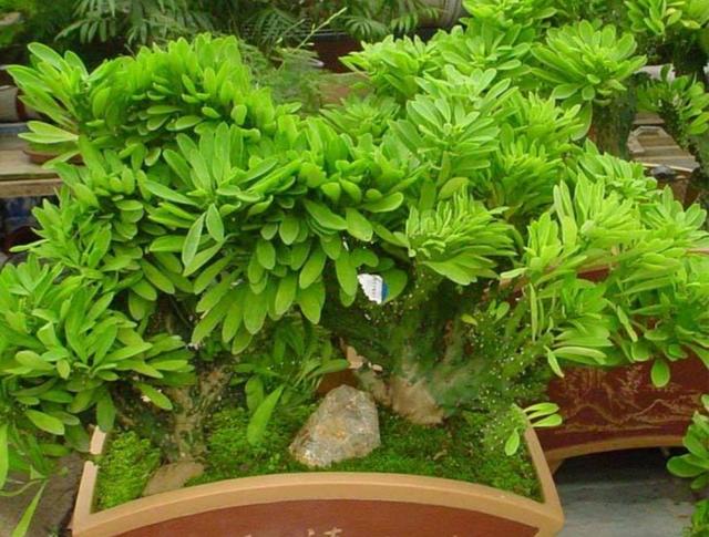 家中养1种观赏植物，生长速度快，株形好奇特