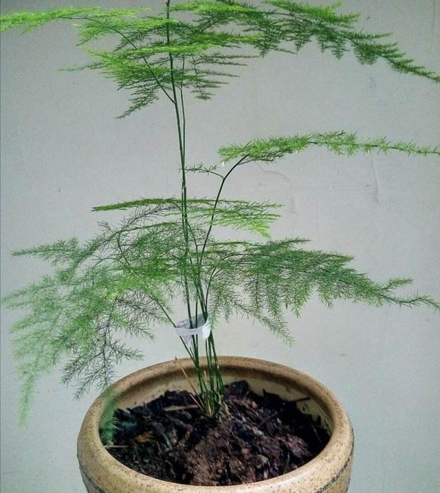 家中养文竹，常出现4种错误，造成枝叶枯黄，要及时改正