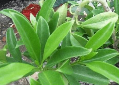 非洲茉莉叶子发软下垂的真正原因