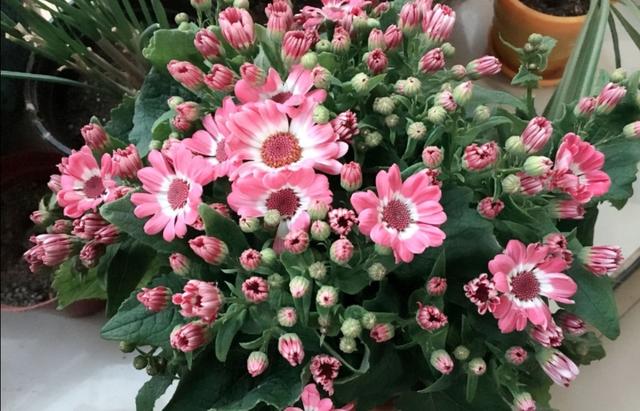 冬天阳台要有8种花，开花艳丽，花香怡人，打造温馨小花园