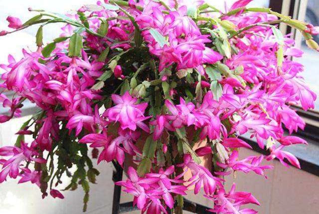 蟹爪兰开花后，掌握5个小技巧，能延长花期，增加观赏时间