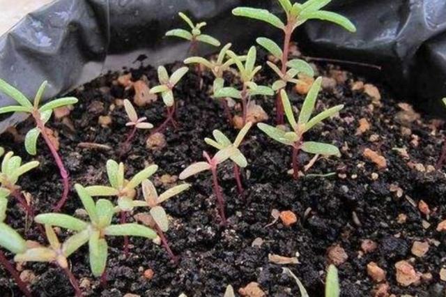 春天种上2种花，从春开到秋，花朵漂亮，花期又长