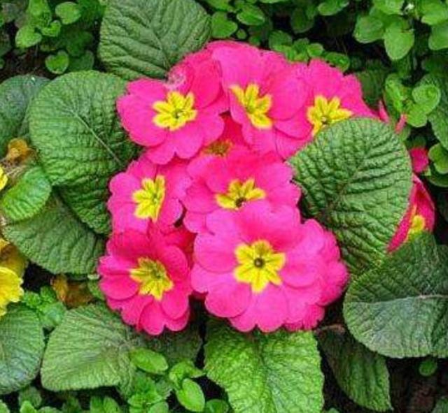 阳台养上1种花，春天早早就能开放，花朵更是漂亮