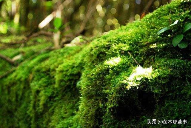 苗木行业的杠把子，投资这类树木不吃亏