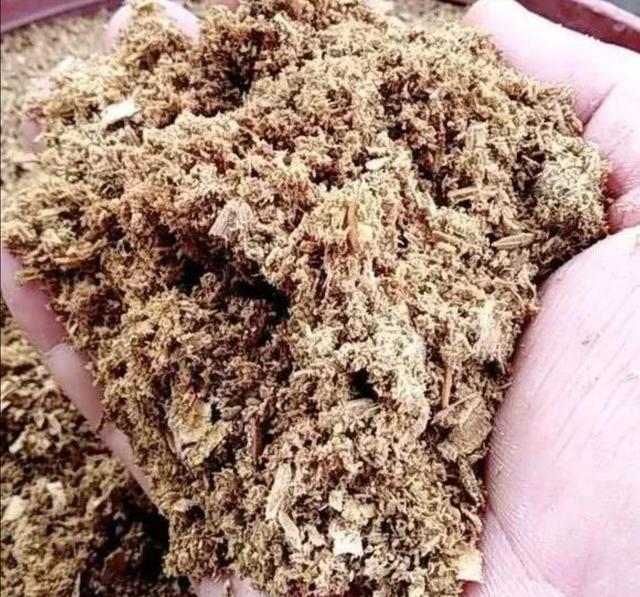 君子兰烂根不要扔，“水中”泡一下，栽到锯末里，很快长满大白根