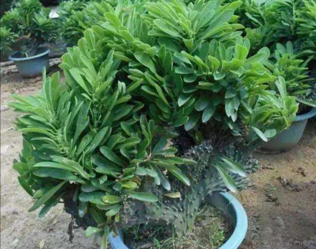 家中养1种观赏植物，生长速度快，株形好奇特