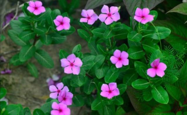 春天种上2种花，从春开到秋，花朵漂亮，花期又长