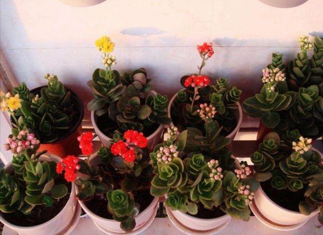 冬天养这4种花，不能只浇水，补上1种肥，开花更美