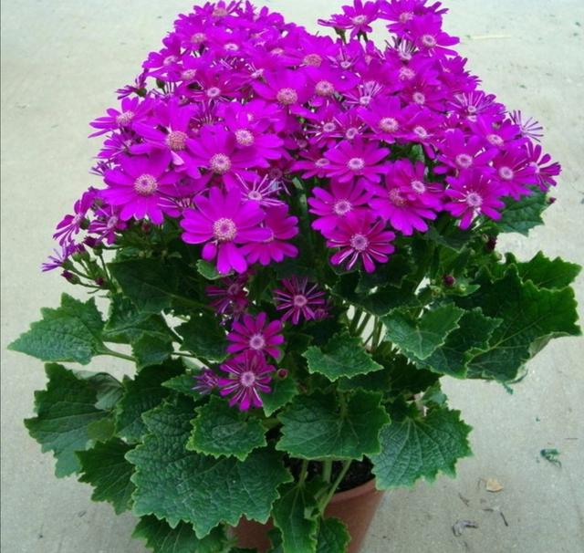 冬天在家中养6种花，开花漂亮又喜庆，每年都会养几盆
