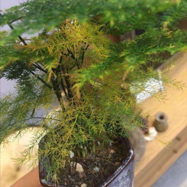 家中养文竹，常出现4种错误，造成枝叶枯黄，要及时改正