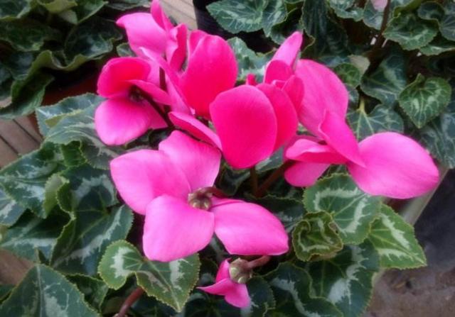 冬天在家中养6种花，开花漂亮又喜庆，每年都会养几盆